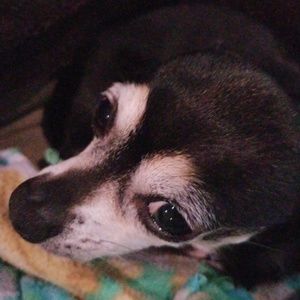 Meet your Posher, Rylee